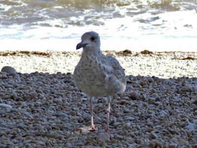 Прикрепленное изображение: DSCF7828.jpg